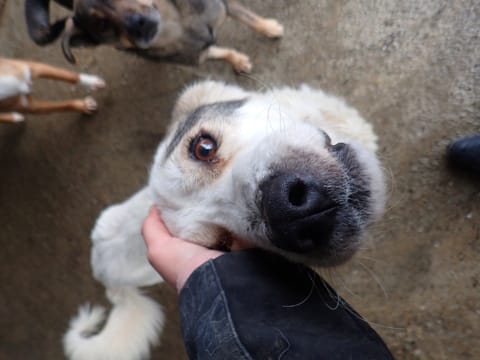 Murano, rescue dog available for adoption