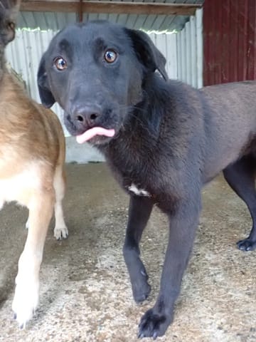 Myrka, rescue dog available for adoption
