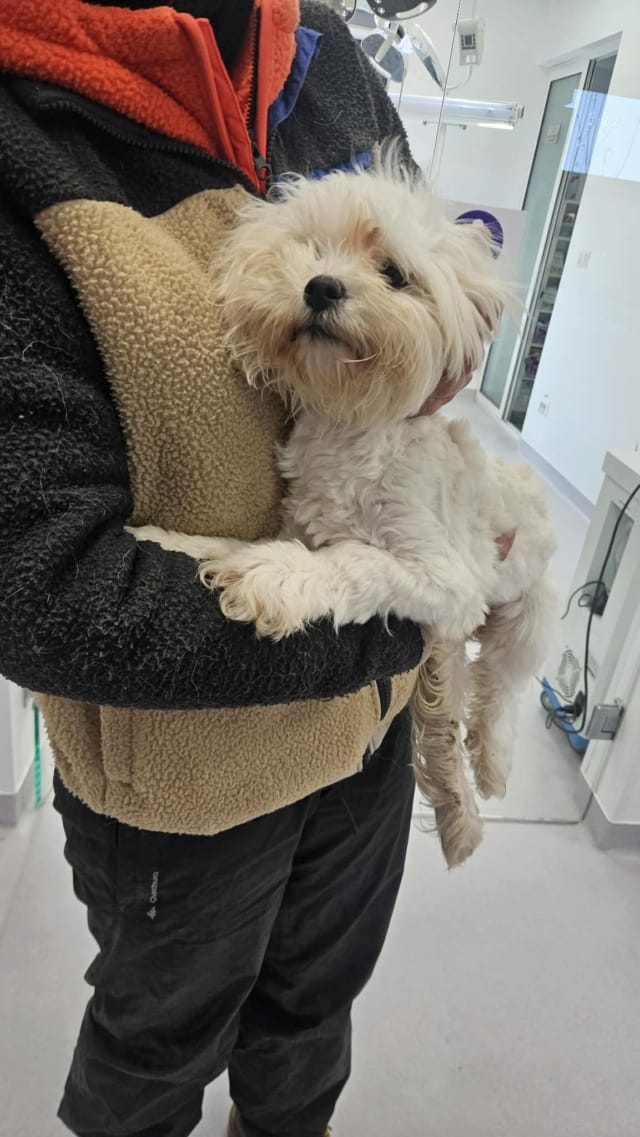 Nami, rescue dog available for adoption