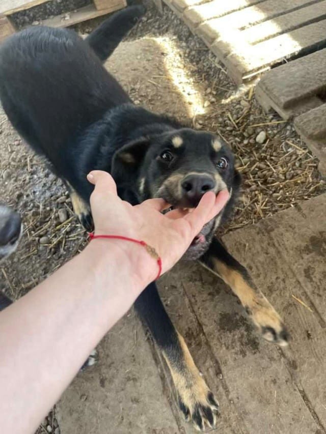 Nando, rescue dog available for adoption