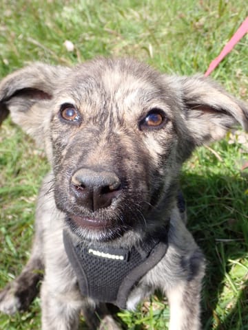 Nash, rescue dog available for adoption