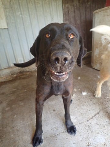Neagra, chien à l'adoption