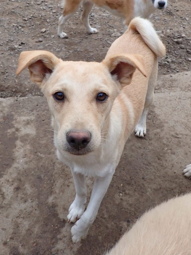 Nexton, rescue dog available for adoption