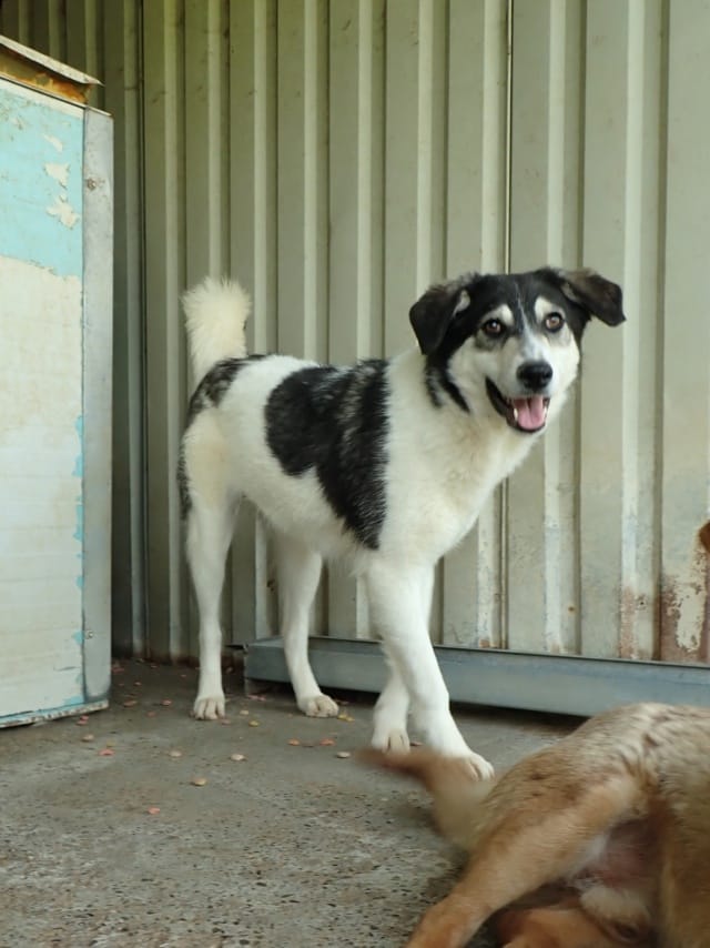 Nican, rescue dog available for adoption