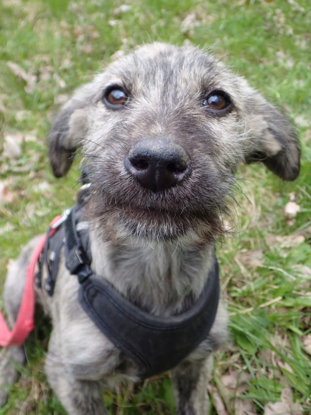 Nilam, rescue dog available for adoption