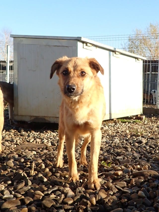 Olive, rescue dog available for adoption