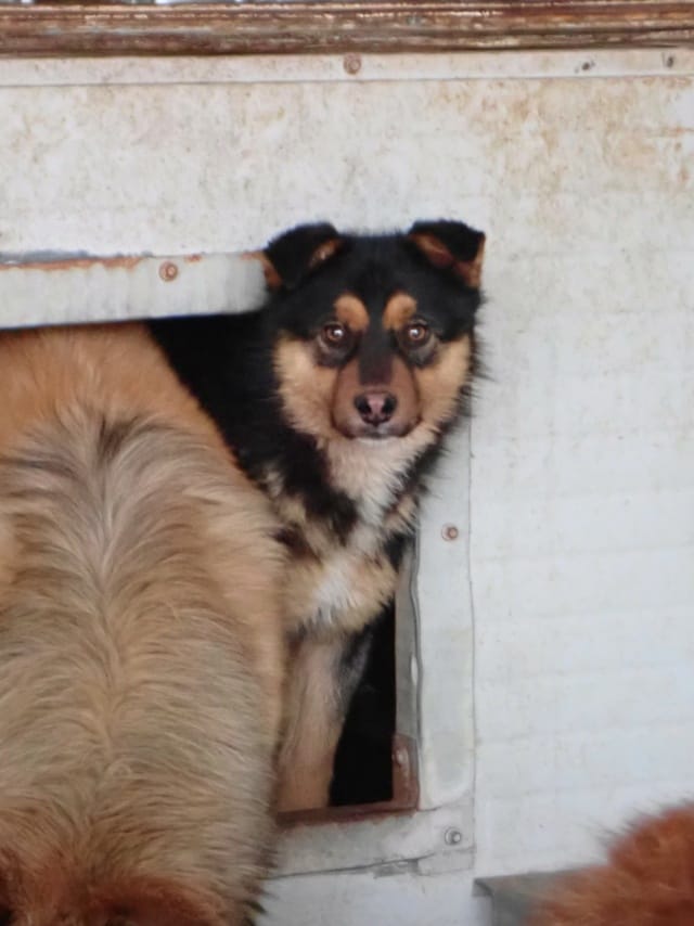 Olyne, rescue dog available for adoption