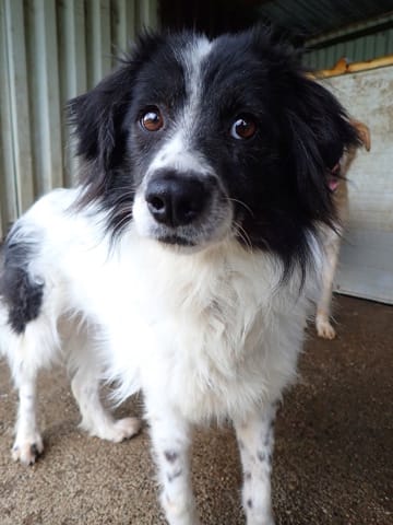 Paillette, rescue dog available for adoption