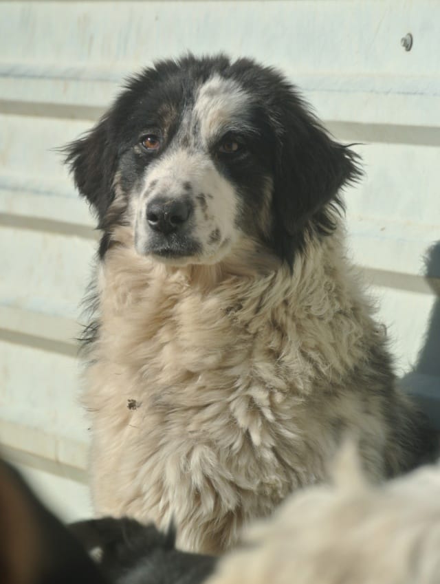 Pietra, rescue dog available for adoption