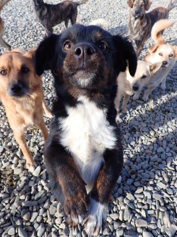 Pocus, rescue dog available for adoption