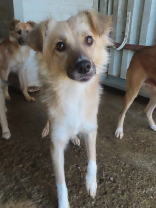 Polly, rescue dog available for adoption