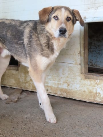 Reno, rescue dog available for adoption