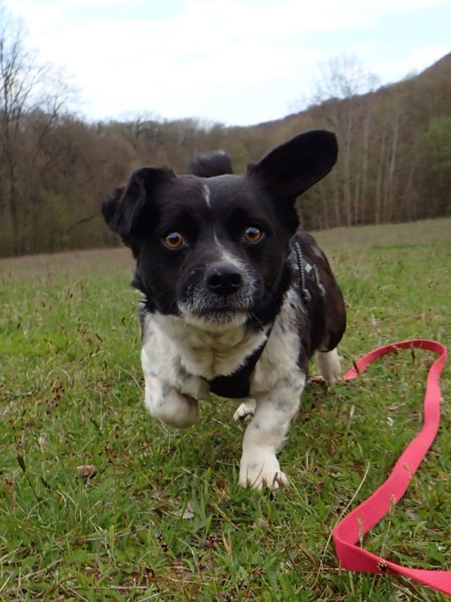 Rimini, rescue dog available for adoption