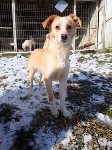 Rosalie, rescue dog available for adoption