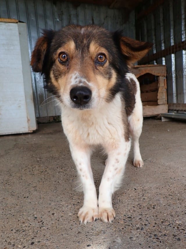 Sadjy, rescue dog available for adoption