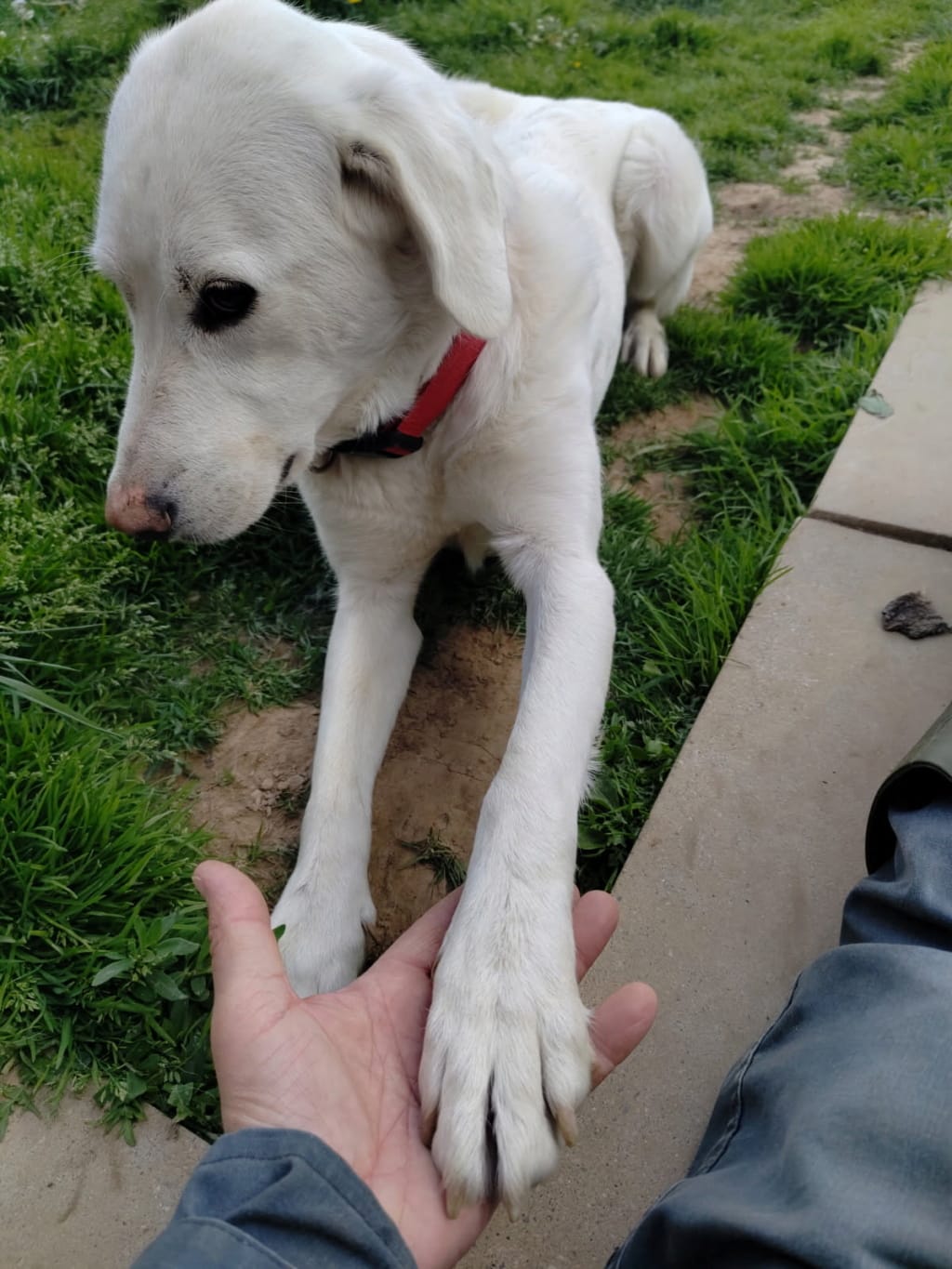 Samba, rescue dog available for adoption