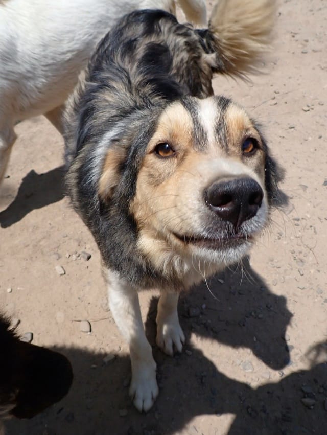 Sancho, rescue dog available for adoption