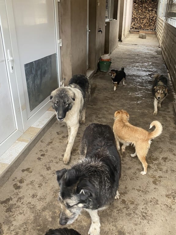 Sangoku, rescue dog available for adoption