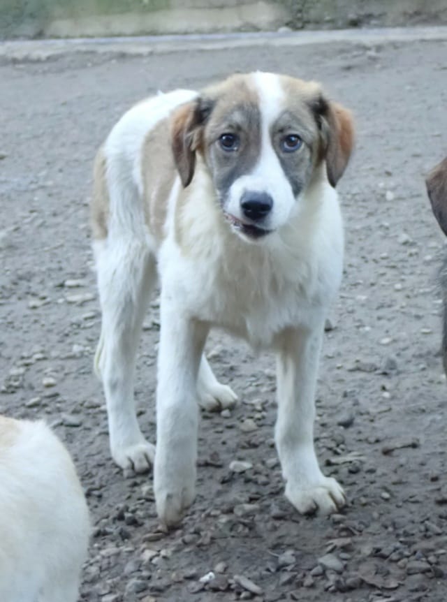 Saruta, rescue dog available for adoption
