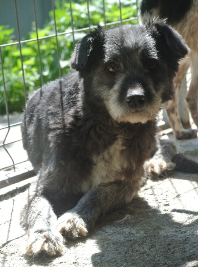 Scruffy, rescue dog available for adoption