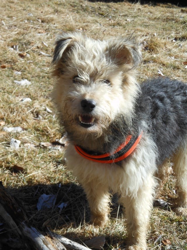 Scruffy, rescue dog available for adoption