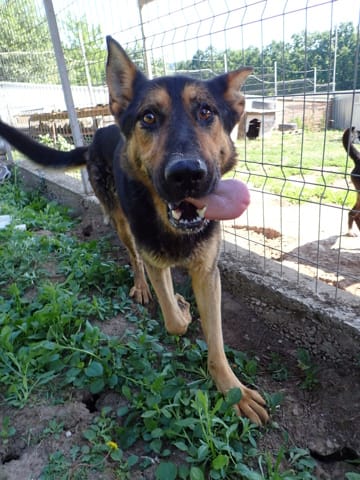 Serpentard, rescue dog available for adoption