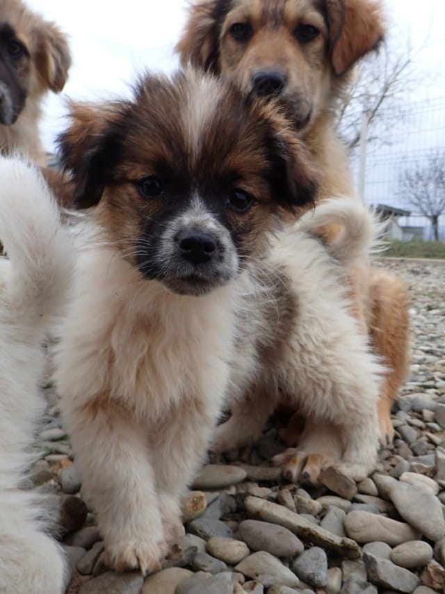Shenzi, rescue dog available for adoption