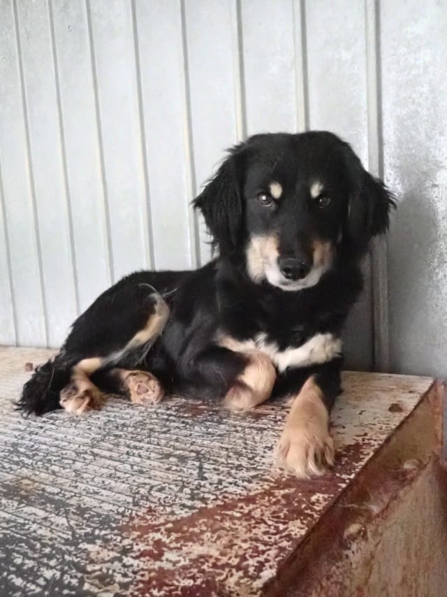 Shilow, rescue dog available for adoption