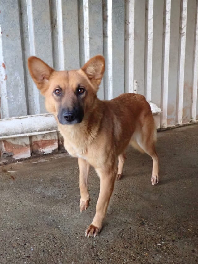 Shiory, rescue dog available for adoption
