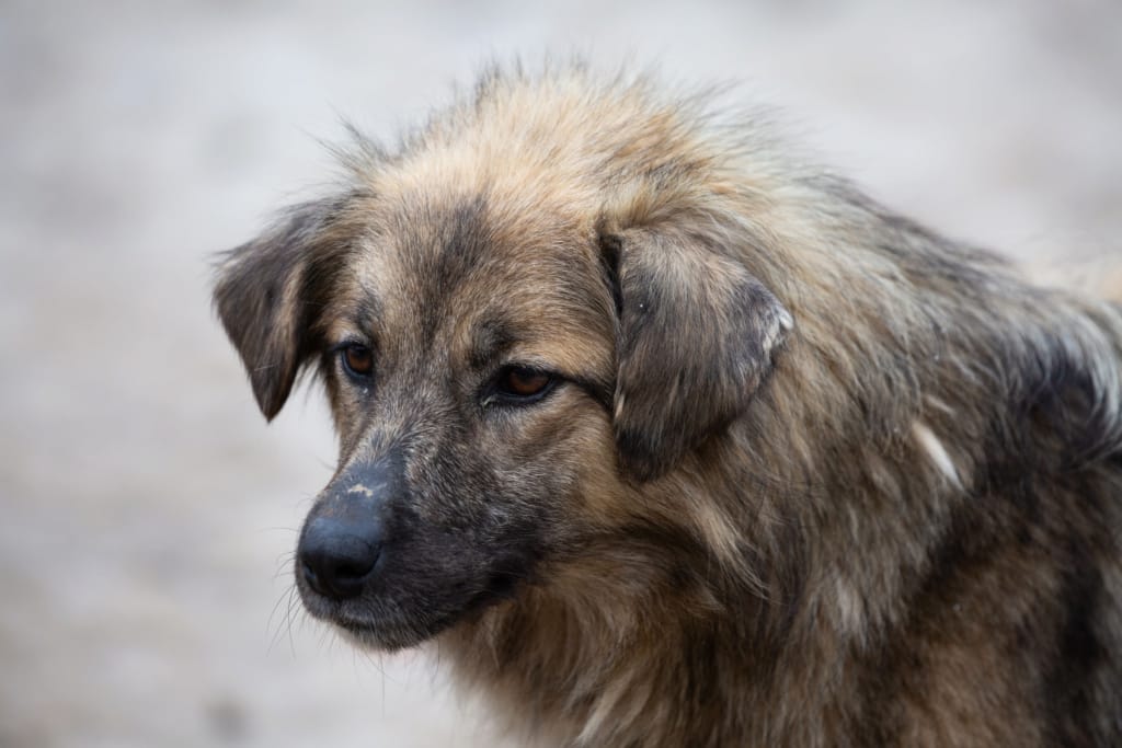 Shirin, rescue dog available for adoption