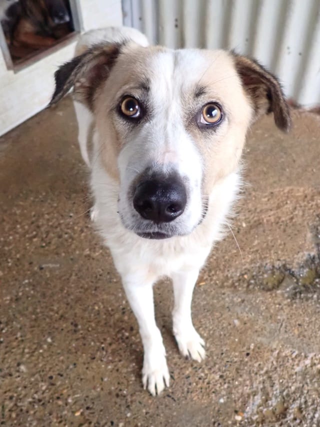 Siana, rescue dog available for adoption