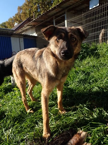 Sirene, rescue dog available for adoption