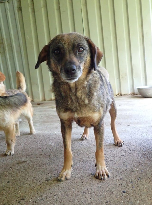 Siska, rescue dog available for adoption