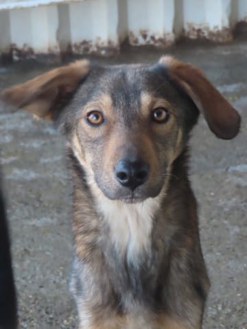 Snatch, rescue dog available for adoption