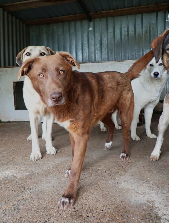 Solaar, rescue dog available for adoption