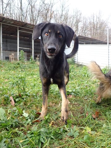 Steel, rescue dog available for adoption