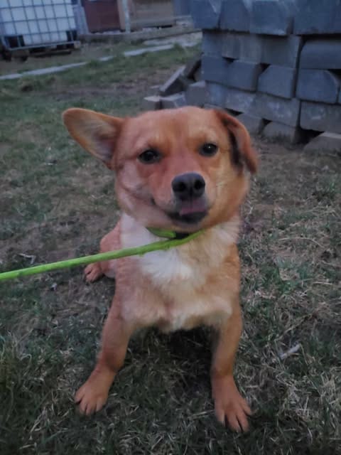 Stuka, rescue dog available for adoption