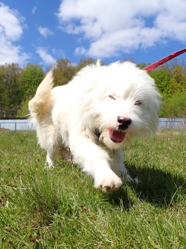 Sudsy, rescue dog available for adoption