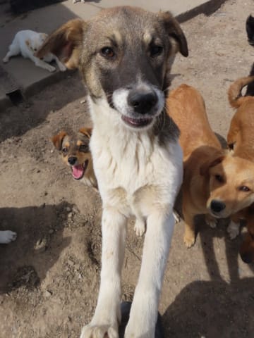 Sunn, rescue dog available for adoption