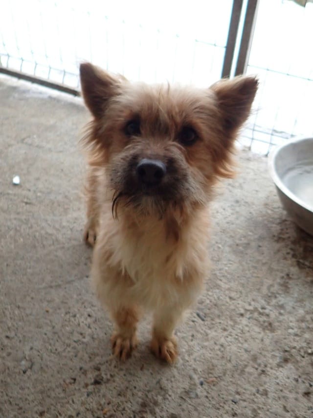 Surimi, rescue dog available for adoption