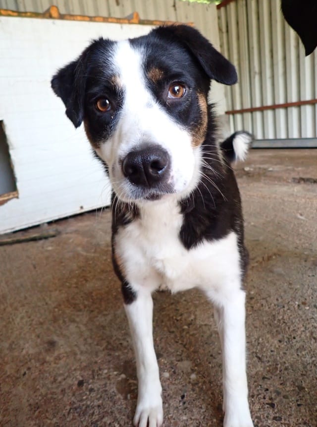 Taïga, rescue dog available for adoption
