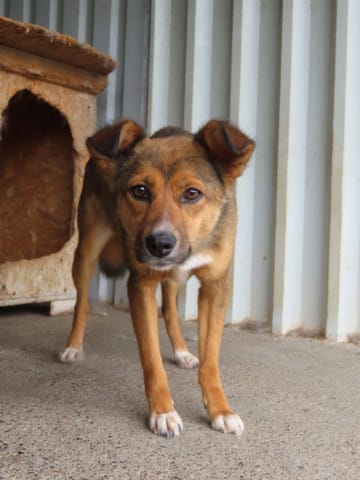 Talie, rescue dog available for adoption