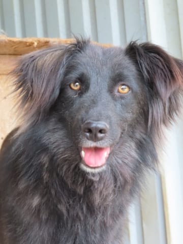 Tanya, rescue dog available for adoption