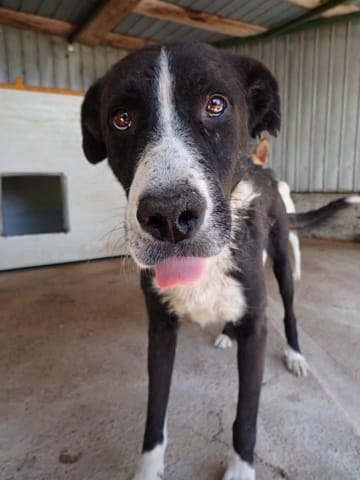Tatoo, rescue dog available for adoption