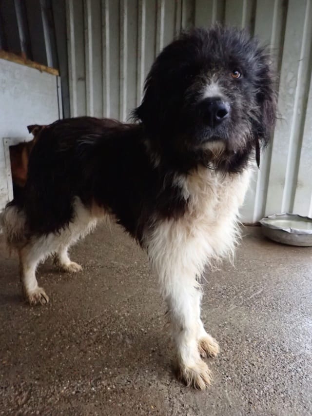 Tauriel, rescue dog available for adoption