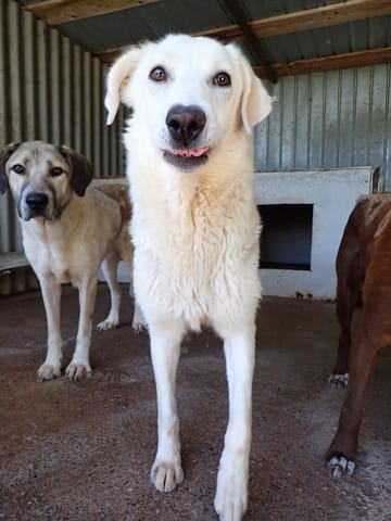 Telemaque, rescue dog available for adoption