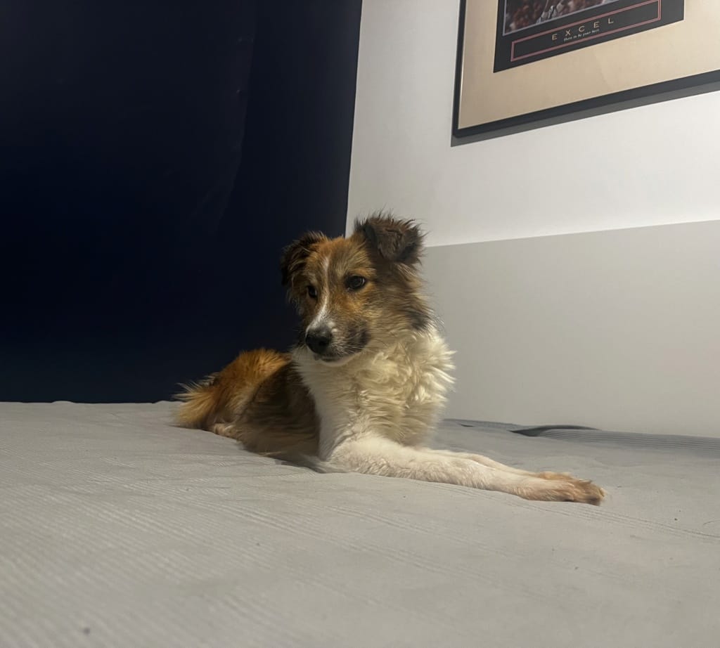 Terra, rescue dog available for adoption
