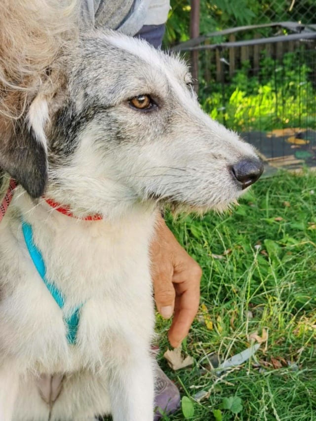 Theona, rescue dog available for adoption