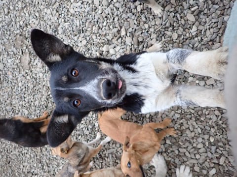 Tiana, rescue dog available for adoption