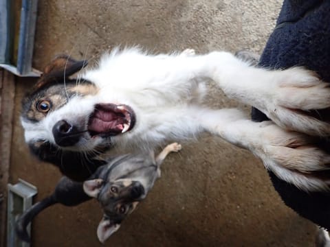 Tibiscuit, rescue dog available for adoption